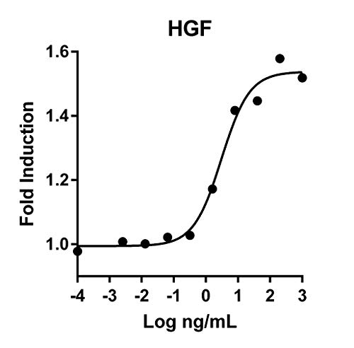 Humankine Rekombinant İnsan HGF 1000ug