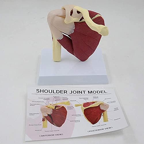 Doodran Omuz Eklemi W/Kaslar Modeli İnsan Vücudu Anatomisi Çoğaltma Normal Kaslı Omuz Eklemi İnsan Omuz Eklemi Anatomi Modeli