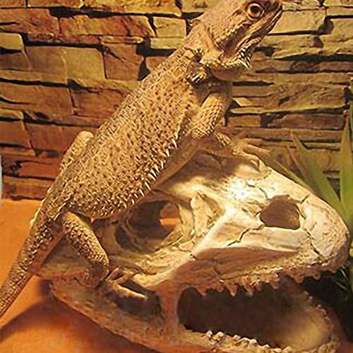 OMEM Doğal Sürüngen Dekoratif Dinozor Kafatası Hideaway Reçine Yapımı