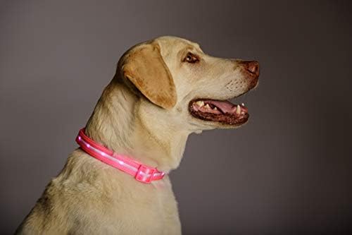 Blazin ' Safety LED Köpek Tasması-Suya Dayanıklı Yanıp Sönen Işıklı USB Şarj Edilebilir