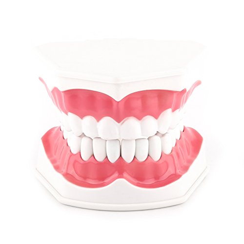 Anatomik Fırçalama 28 Diş Görünür Öğretim Standart Diş Modeli Diş Eğitim Diş Uygulama Modu için Diş Fırçalama Gösteri ile Diş