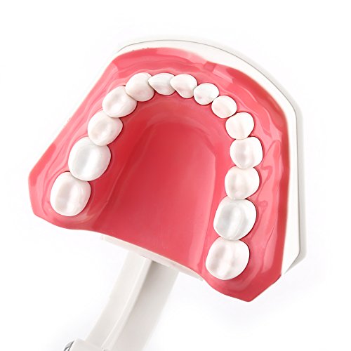 28 Diş Yetişkin Çocuk Fırçalama Fırçalama Diş Görünür Uygulama Modu Anatomik Standart Diş Modeli ile Diş Fırçası Diş Fırçalama