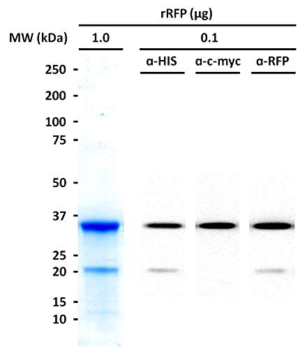 Kırmızı Floresan Protein, Geliştirilmiş (eRFP) 2.5 mg / Moleküler Biyoloji Laboratuvarı Reaktifi / Rekombinant Protein