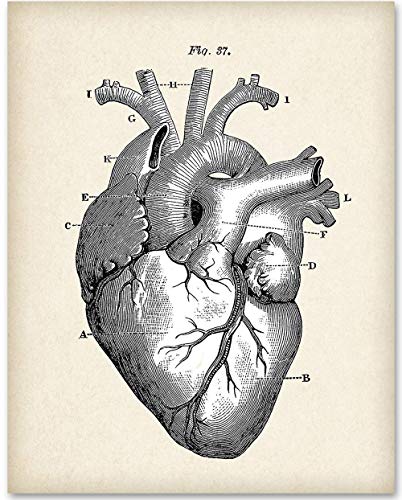 Anatomik Kalp-11x14 Çerçevesiz Sanat Baskısı-Doktorlar, Hemşireler, Tıp Öğrencileri ve Sağlık Profesyonelleri için 15 Doların